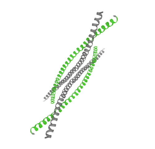 重组人KRT2蛋白 | Recombinant Human