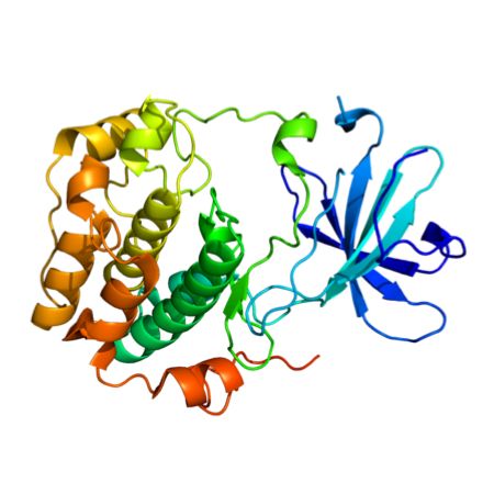 重组人SGK1蛋白 | Recombinant Human SGK1, 60-431aa, His-tag