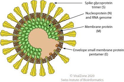 重组禽传染性支气管炎病毒Nucleoprotein蛋白