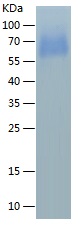 Recombinant Human Siglec-9/人源S