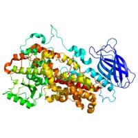 重组人12-LOX/ALOX12蛋白 | Recombinant Human 12-LOX/ALOX12, 1-663aa, His-tag