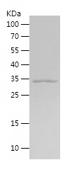 Recombinant Human MAS1L/人源MAS1