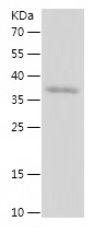 Recombinant Human BIRC7/人源BIRC