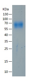 Recombinant Human CD55/人源CD55蛋