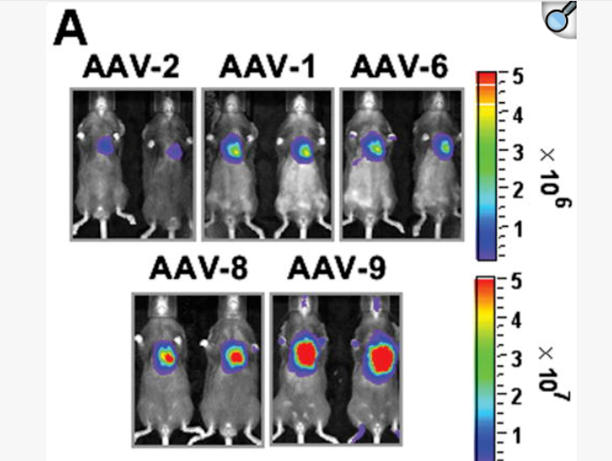 AAV靶向心脏研究指南