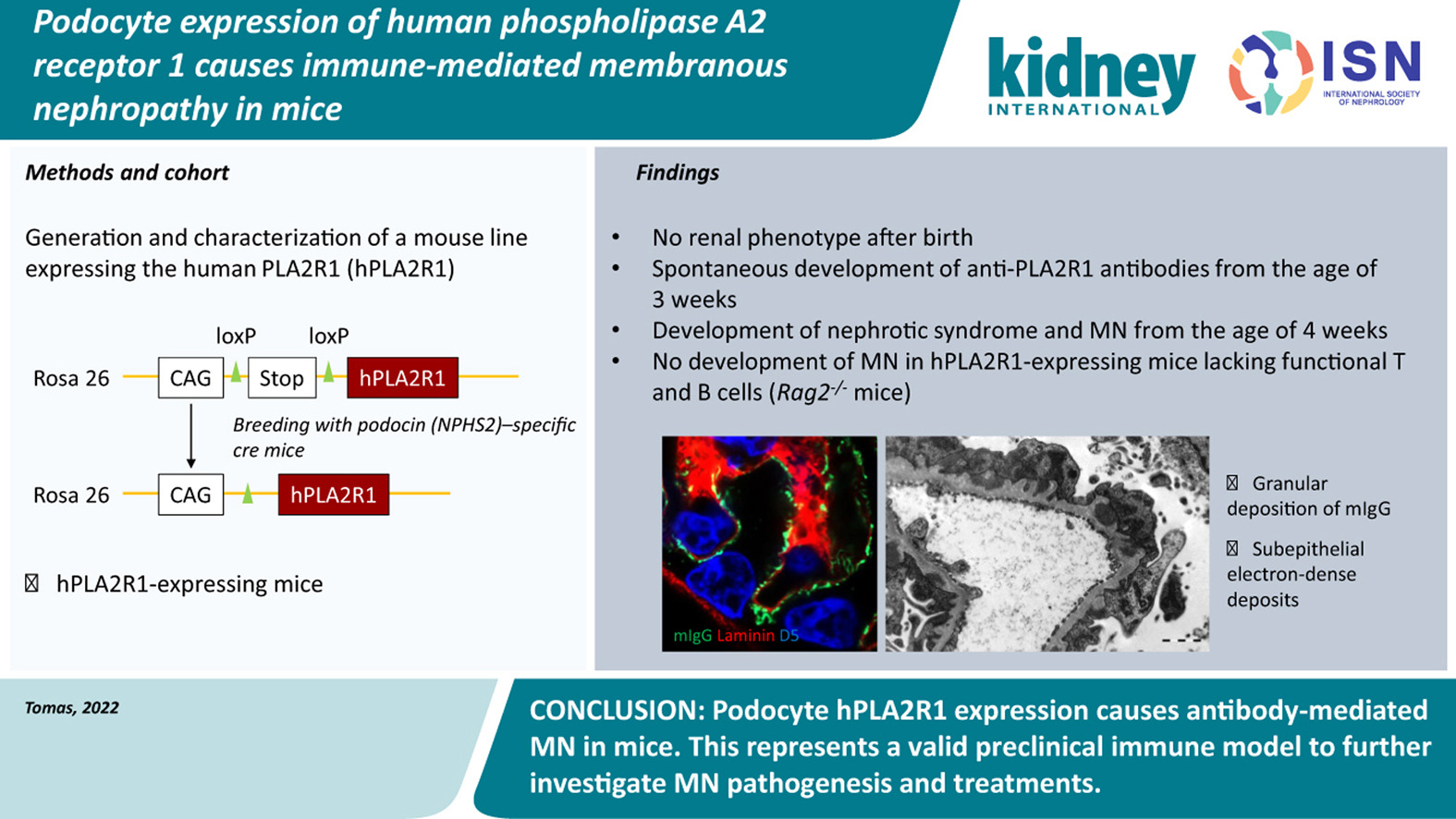 瞄准PLA2R1！无需干预，南模生物自发膜性肾病模型