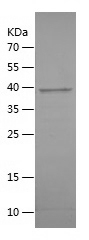 Recombinant Human ANAPC15/人源AN