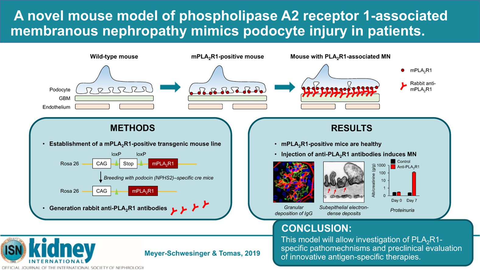 瞄准PLA2R1！无需干预，南模生物自发膜性肾病模型