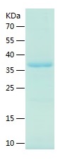 Recombinant Human CIAPIN1/人源CI