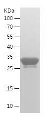 Recombinant Human HSPA8/人源HSPA