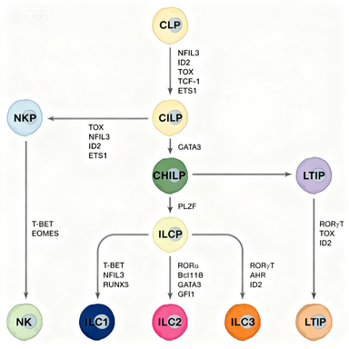 固有淋巴细胞：免疫系统的前沿哨兵与功能调控