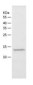 Recombinant Human POLR2J2/人源PO