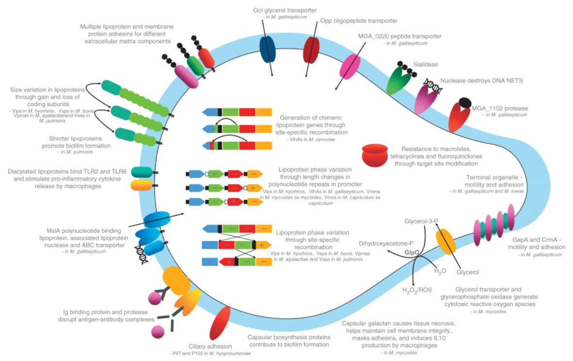 重组滑液囊支原体50S ribosomal protein