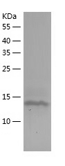 Recombinant Human PHLDA2/人源PHL