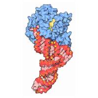 重组滑液囊支原体Elongation factor Tu (tuf)蛋白 | Recombinant Elongation factor Tu (tuf), 1-20aa, His-tag