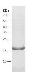 Recombinant Human MRPL28/人源MRP