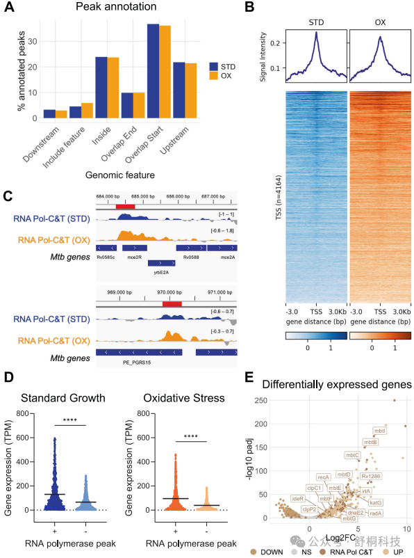 Nature Communications|Tn5助力CUT&Tag揭秘结核分枝杆菌应激机制
