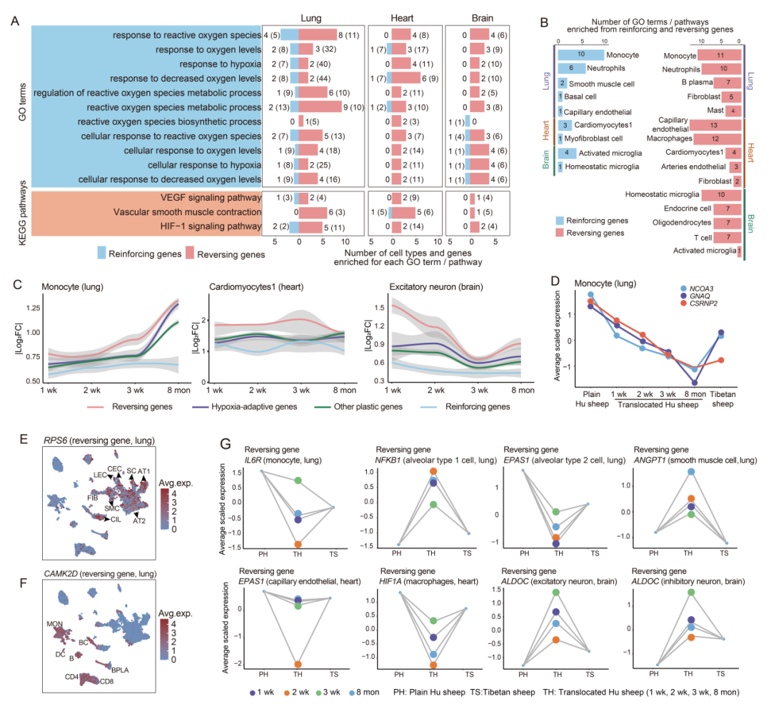 项目文章 | 单细胞+单细胞核测序揭示了表型可塑性与遗传进化的关系以及低氧适应的细胞调控机制