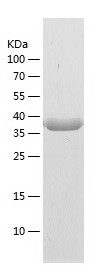 Recombinant Human CUEDC1/人源CUE