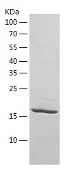 Recombinant Human PDAP1/人源PDAP