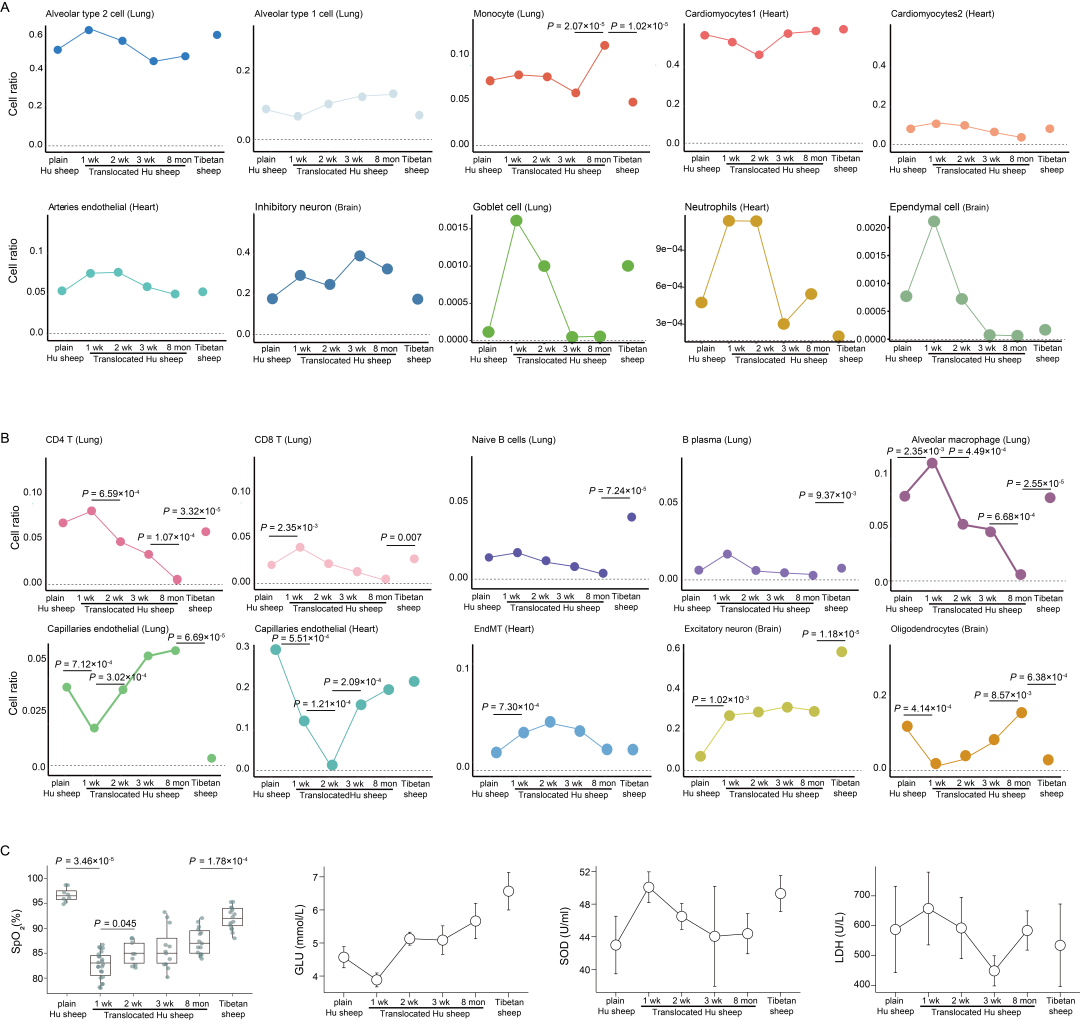 项目文章 | 单细胞+单细胞核测序揭示了表型可塑性与遗传进化的关系以及低氧适应的细胞调控机制