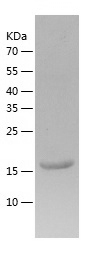 Recombinant Human IFNA14/人源IFN