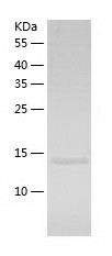 Recombinant Human TRAF1/人源TRAF