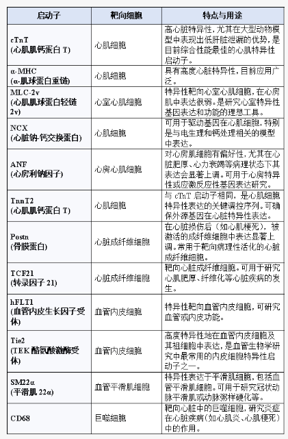 AAV靶向心脏研究指南
