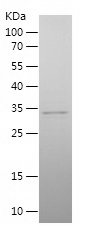 Recombinant Human SDCBP/人源SDCB