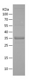 Recombinant Human IRF2BP2/人源IR