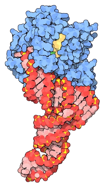 重组滑液囊支原体Elongation factor Tu (