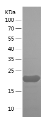 Recombinant Human MRPL58/人源MRP