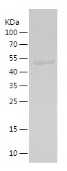 Recombinant Human MCRS1/人源MCRS