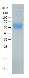 Recombinant Human Mucin-1/人源Mu