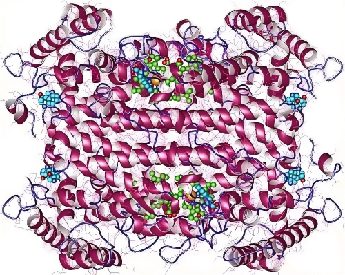 重组人TDO2蛋白 | Recombinant Human
