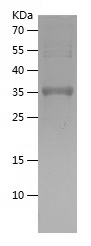 Recombinant Human GDF7/人源GDF7蛋