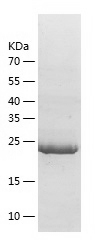 Recombinant Human htrA4/人源htrA