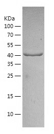 Recombinant Human OLA1/人源OLA1蛋