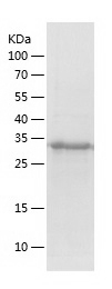 Recombinant Human ANXA8L1/人源AN