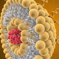 叶酸（FA）和LyP-1肽双配体修饰脂质体递送阿霉素：同时靶向肿瘤细胞与肿瘤相关巨噬细胞