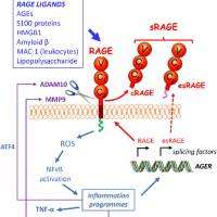 重组人sRAGE蛋白 | Recombinant Human sRAGE, His-tag