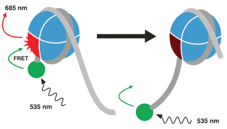 染色质重塑高通量筛选(HTS)检测服务 染色质重塑高通量筛选(HTS)检测服务