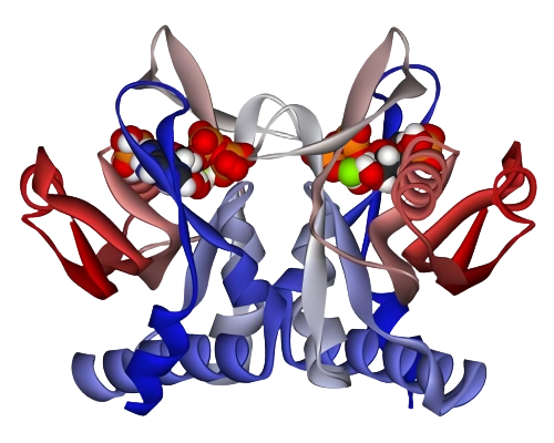 重组滑液囊支原体Adenine phosphoribosyl