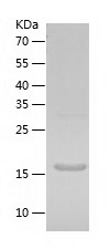 Recombinant Human APOBEC3A/人源A