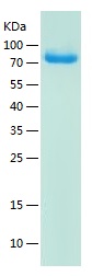 Recombinant Human Transferrin/