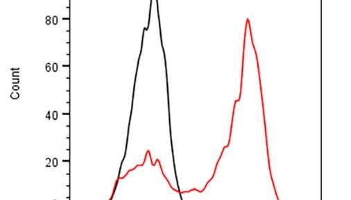 标签抗体：如何成为蛋白质研究的得力助手？