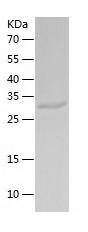 Recombinant Human CPPED1/人源CPP