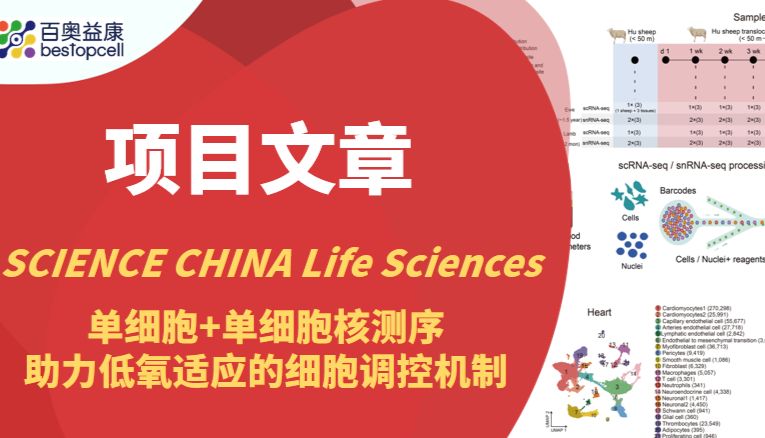 项目文章 | 单细胞+单细胞核测序揭示了表型可塑性与遗传进化的关系以及低氧适应的细胞调控机制