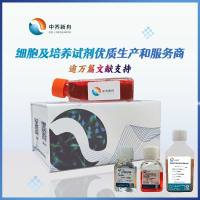 L-363人多发性骨髓瘤细胞