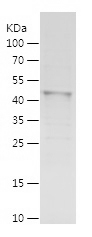 Recombinant Human MEIS2/人源MEIS